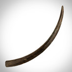 Woolly Mammoth Authentic Tusk Fossil + Plexi Display Stand