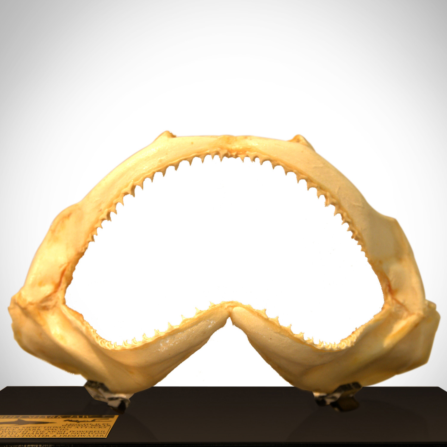 Bull Shark Authentic Jaw // Museum Display - RARE-T - Touch of Modern