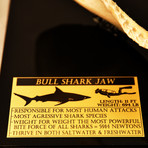 Bull Shark Authentic Jaw // Museum Display