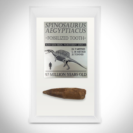 Spinosaurus Authentic Giant Tooth // Museum Display
