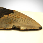 Megalodon Authentic Fossilized Tooth // Museum Display