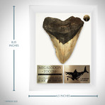 Megalodon Authentic Fossilized Tooth // Museum Display