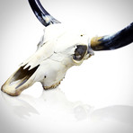 Texas Longhorn Authentic Skull // Wall Mount