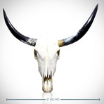 Texas Longhorn Authentic Skull // Wall Mount