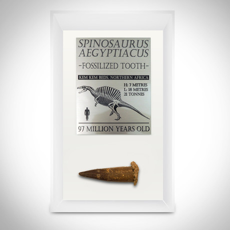 Spinosaurus Authentic Tooth // Museum Display