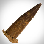 Spinosaurus Authentic Tooth // Museum Display