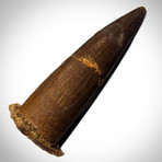 Spinosaurus Authentic Tooth // Museum Display