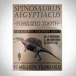 Spinosaurus Authentic Tooth // Museum Display