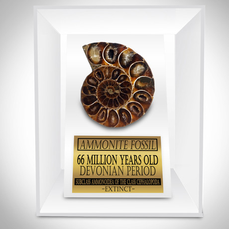 Ammonite Shell Authentic Fossil // Museum Display