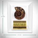 Ammonite Shell Authentic Fossil // Museum Display