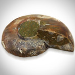 Ammonite Shell Authentic Fossil // Museum Display