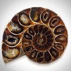 Ammonite Shell Authentic Fossil // Museum Display