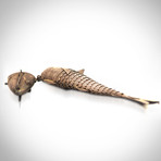 Antique Egyptian Fish // Judalca Silver Spice Box