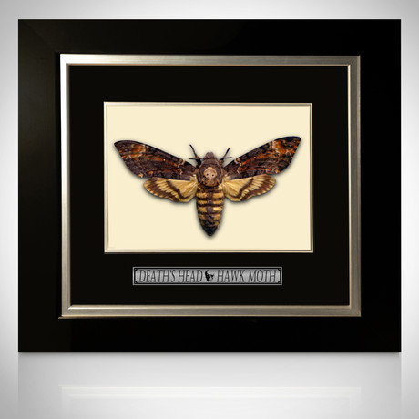Death'S Head Hawkmoth Authentic Taxidermy // Custom Frame