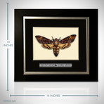 Death'S Head Hawkmoth Authentic Taxidermy // Custom Frame