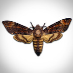 Death'S Head Hawkmoth Authentic Taxidermy // Custom Frame