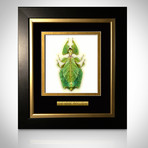 Leaf Phylliidae Authentic Mimic Insect // Custom Frame