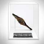 Ancient Medieval Crusader Arrow Head II // Museum Display