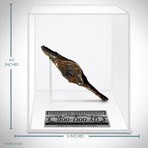 Ancient Medieval Crusader Arrow Head II // Museum Display