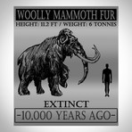 Woolly Mammoth Authentic Hair/Fur // Museum Display