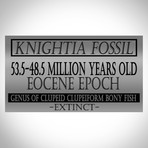 Knightia Fish Authentic Fossil // Museum Display