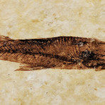 Knightia Fish Authentic Fossil // Museum Display