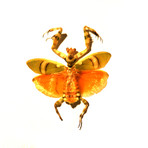 Banded Flower Mantis Authentic Taxidermy // Custom Frame