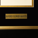 Banded Flower Mantis Authentic Taxidermy // Custom Frame