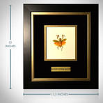 Banded Flower Mantis Authentic Taxidermy // Custom Frame