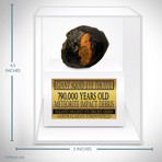 Meteorite Authentic Giant Squid Eye Tektite // Museum Display