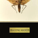 Large Praying Mantis Authentic Taxidermy // Custom Frame
