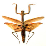 Large Praying Mantis Authentic Taxidermy // Custom Frame