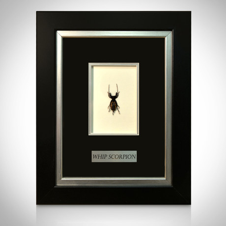 Whip Scorpion Authentic Taxidermy // Custom Frame