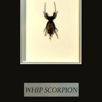 Whip Scorpion Authentic Taxidermy // Custom Frame