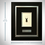 Whip Scorpion Authentic Taxidermy // Custom Frame