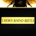 5 Horn Beetle Authentic Taxidermy // Custom Frame