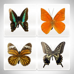 Authentic Butterfly // Paperweights/Coasters // Set of 4