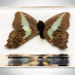 Authentic Butterfly // Paperweights/Coasters // Set of 4