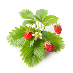 Refill // 3 Pieces // Wild Strawberry // Set of 2