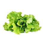 Refill // 3 Pieces // Lettuce // Set of 2