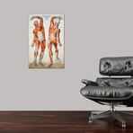 American Frohse Anatomical Wallcharts // Plate #2 // Print Collection (18"W x 26"H x 0.75"D)