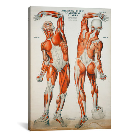 American Frohse Anatomical Wallcharts // Plate #2 // Print Collection (18"W x 26"H x 0.75"D)