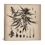 Male Cannabis Sativa Scientific Drawing // Unknown Artist (18"W x 18"H x 0.75"D)