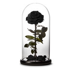 Small Enchanted Black Rose