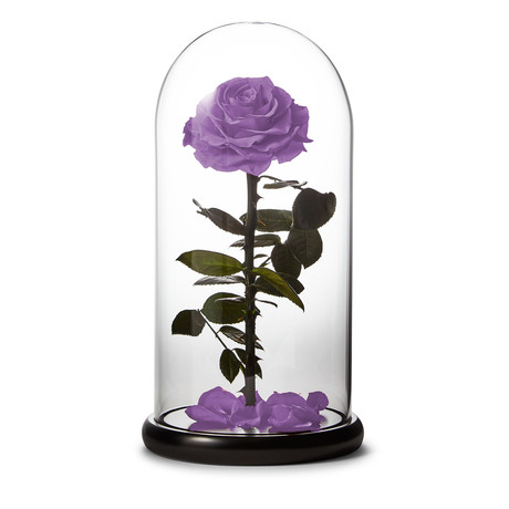 Small Enchanted Lavender Rose