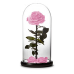 Small Enchanted Pink Rose