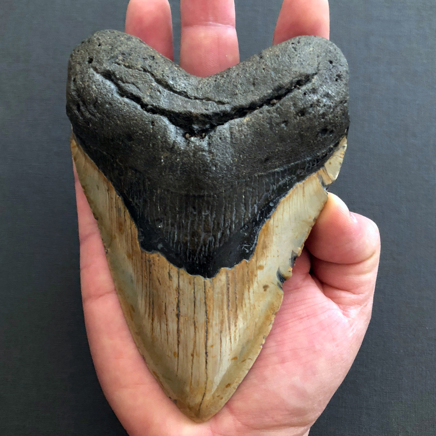 Large Megalodon Tooth - Pietra Gallery - Touch of Modern