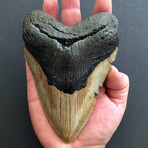 Large Megalodon Tooth