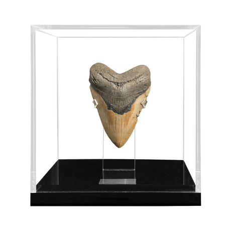 Large Megalodon Tooth