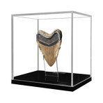 Large Megalodon Tooth